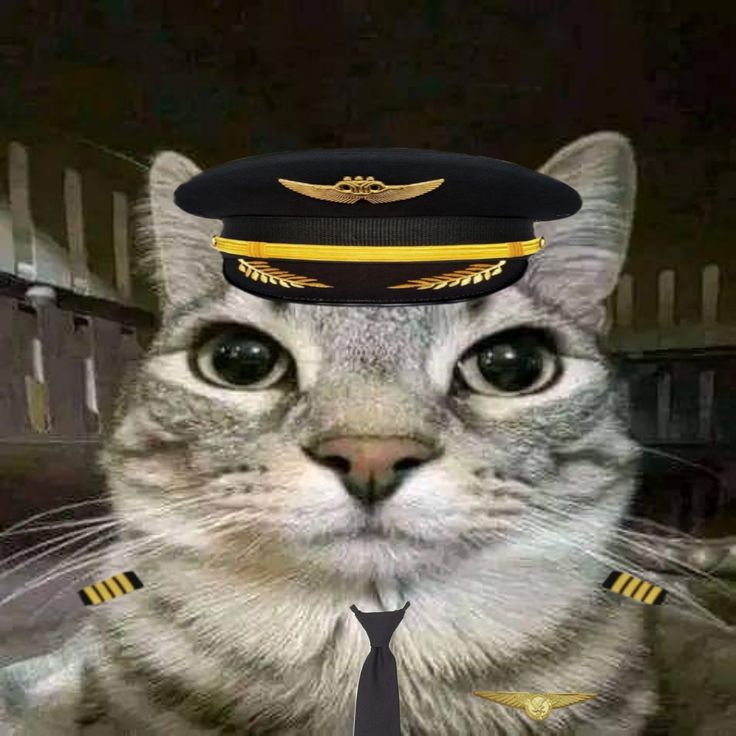 Pilot Cat